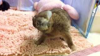 首が傾くエンセファリトゾーン症 ウサギのハート