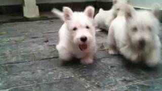 Filhotes Scottish Terrier  Scottish Terrier Puppies