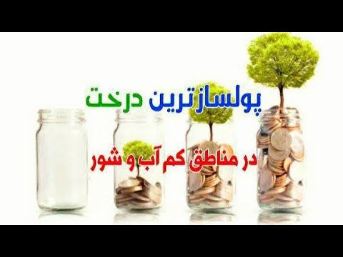 درآمد ۱۰ درخت سنجد اصلاح شده صادراتی برابراست با درآمد یک هکتار گندم آبی چغندر پیاز هویج نهال سنجد