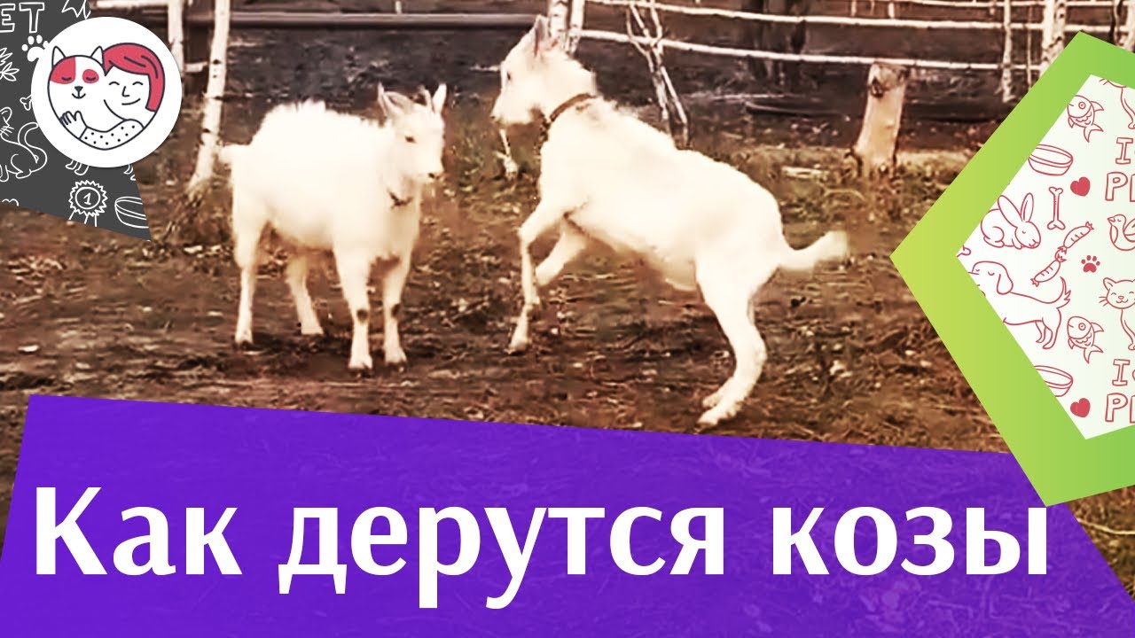 питомцы кукол лол Дуэль Сметанки и Онигири
