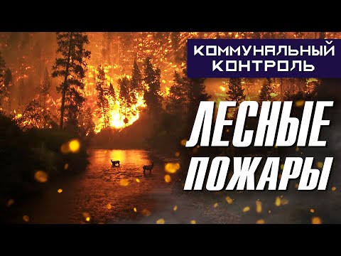 Лесные пожары! Кто? Зачем? Что делать? | Коммунальный Контроль Днепра (КК)