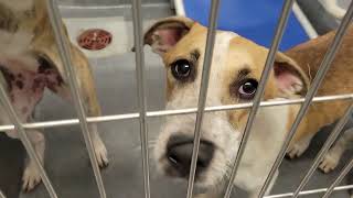 acs A685540 A685541