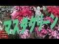 [焼津TV]マスダグリーン様取材動画2013.11.26クリスマス　寄せ植え・寄せ鉢フラワーギフト[プレミアム会員]