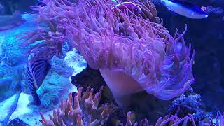 Why do some Bubble Tip anemones keep their bubbles and some don't?  My observations.....