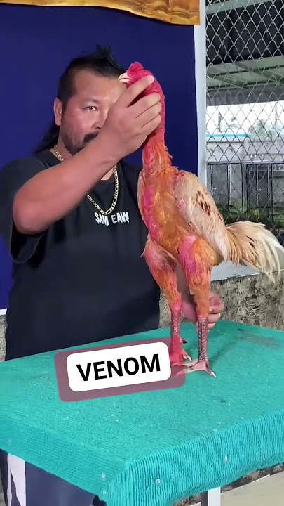 VENOM YANG GAGAH #viralvideo #shortsvideo #การเลี้ยงไก่ #chicken #masukberanda #ayam #hobbyayam #1m