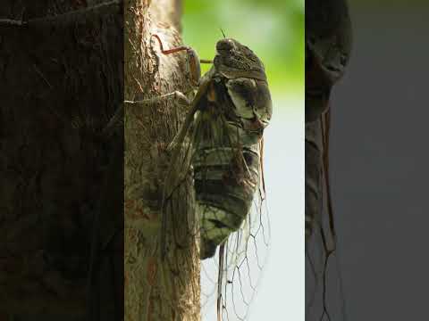 Insect Shaking and