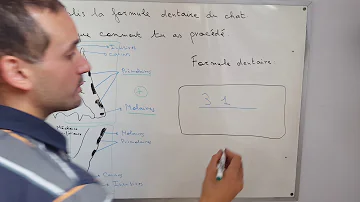 Quelle est la formule dentaire du chat ?