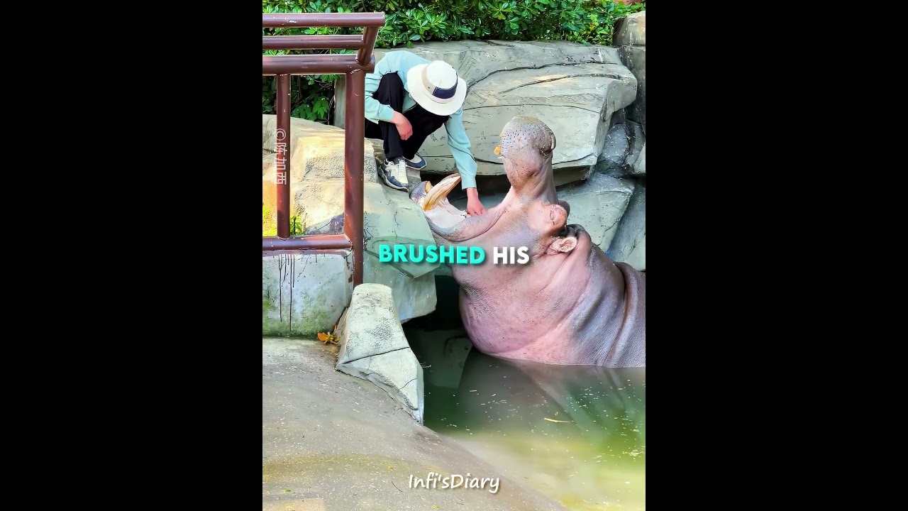 This Hippo Kept His Mouth Open for More 😆🦛 