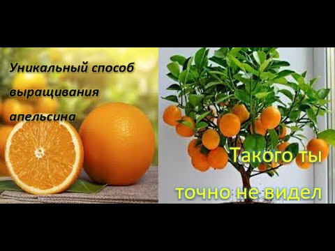 Видео: Контейнерное садоводство с апельсиновыми деревьями - Лучшие апельсиновые деревья для горшков