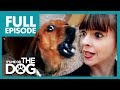 Miniature Dachshund With Big Attitude: Rufus 🌭| Full Episode | It's Me or The Dog