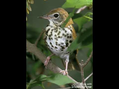 اجمل صوت سمن ليلي رواق وصافي