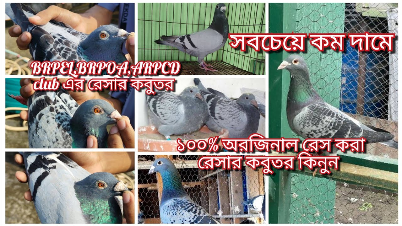 #সবচেয়ে #কম_দামে ১০০% অরজিনাল রেস করা #রেসার #কবুতর #কিনুন #shoyeb 🥰 