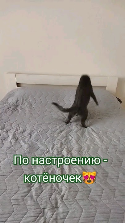 И это ещё не весь послужной список 🤍#котики #милота #cat #пушистики # ...