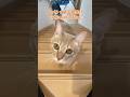 Free cat! #cat #catvideos #ちゃちゃまる #猫 #cyacyamaru#Freebird#cute #funny