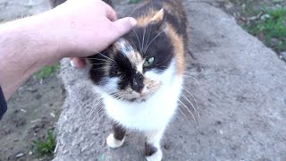 Calico cat and her family of 6 cats by Robin Seplut 2,665 views 2 weeks ago 12 minutes, 30 seconds
