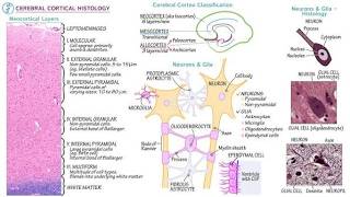 Layers of neurons of the Cerebral cortex; Molecular, pyramidal and Granular layers