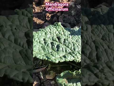 Wideo: Rośliny psiankowate: mandragora i belladonna