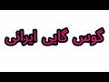    گوس گایی ایرانی