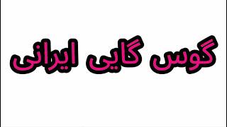 How To Pronounce گوس گایی ایرانی