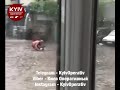 В Киеве мужчина спас травмированную собаку из потопа// Видео: Киев Оперативный