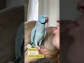 Top 5 Funniest Animal Moments Caught on Camera – You Won’t Stop Laughing!  #facts