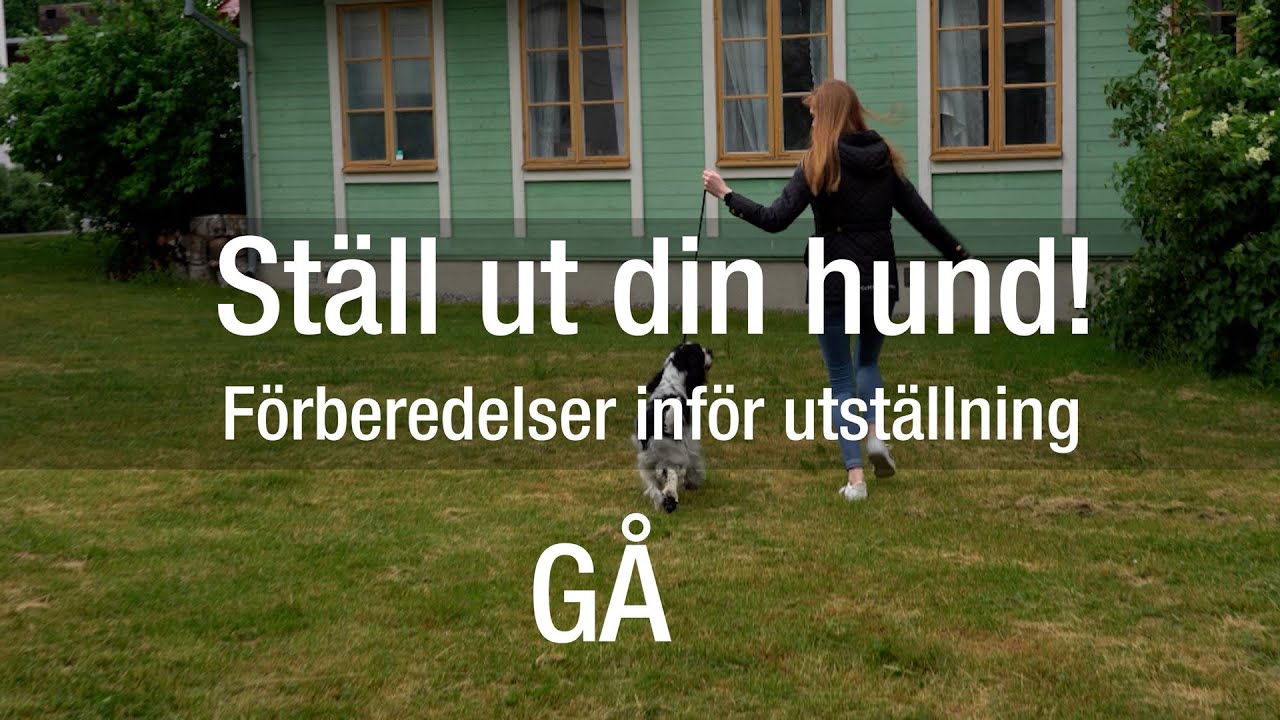 Förberedelser inför utställning – gå