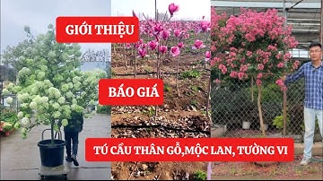 Giới Thiệu và Báo Giá Cẩm tú cầu thân gỗ, Hoa tường vi, Hoa mộc lan, Trà tứ quý ☎️: 0963 61 88 63