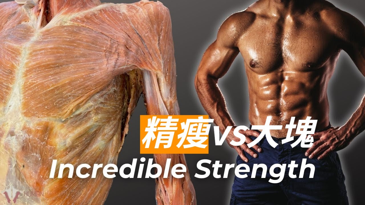 【肌肉增力】肌肉大小不變時如何變得更強壯? 縮圖