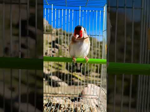 آواز سهره لرستان