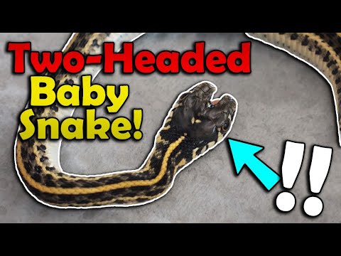 Our Snake Gave Birth to a Double-Headed Baby!