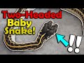 Our snake gave birth to a doubleheaded baby