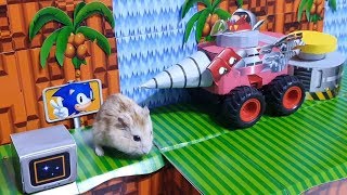 My Cute Hamster in Sonic the Hedgehog Maze  Act.1 Emerald Hill Zone