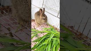 The hare met his family who loved him.#foryou #animals #cute #love #Rabbit