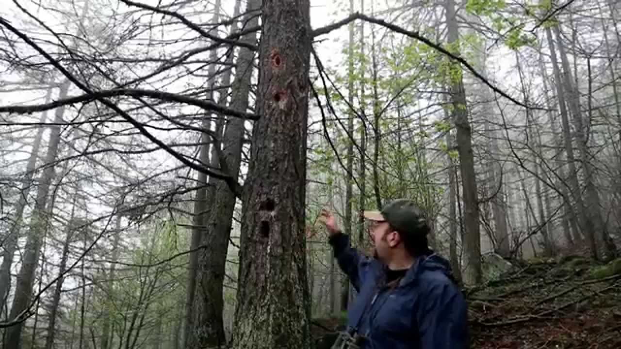 Venaus: picchio nero e civetta capogrosso