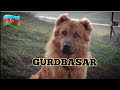 ABORIGINAL  SHEPHERD DOG OF AZERBAIJAN 🇦🇿 Gurdbasar