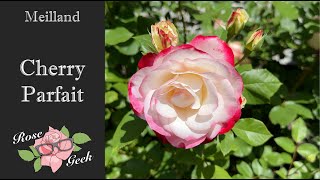 🌹Cherry Parfait™ / Meilland Roses /MEIsponge/ Black Spot Resistant Rose