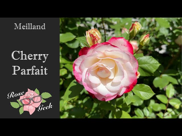 Cherry Parfait / Meilland Roses /MEIsponge/ Black Spot Resistant Rose