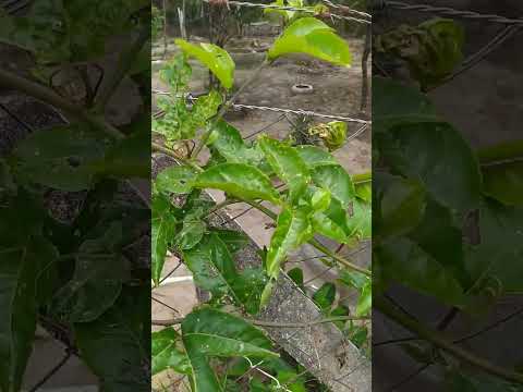 Maracujá cheio de