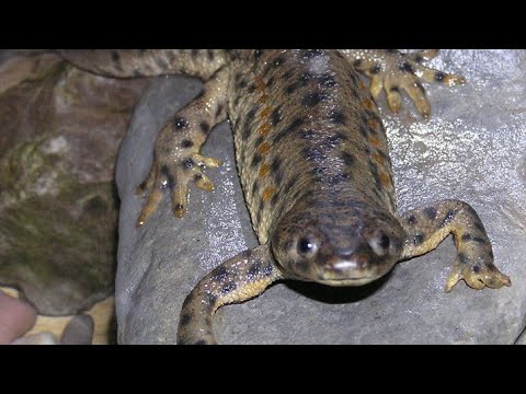 Тритон в аквариуме. Тритон заболел. третья  часть.