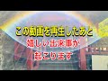 この動画が現れたら「突然良い出来事が起こる」サインです。幸せが訪れます‼︎天から降り注ぐ幸運のエネルギーを受け取って下さい。猫ちゃんも幸せを運んでくれます。