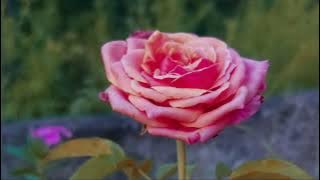 SA YANG SALAH  || Shine Of Black x Musik Anak Coment