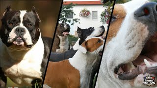 Pauns Edition Kennel