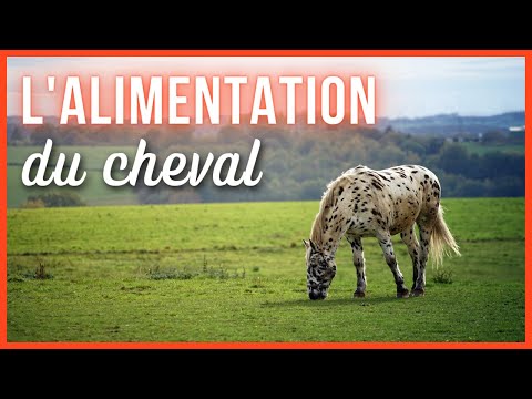 Vidéo: De Quoi Nourrir Un Poney