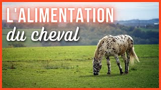 Est-ce que le sucre est bon pour les chevaux ?
