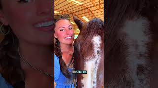 Today’s lesson on Denver!🐴 #firstthingzfirst #stallionsoftiktok #aqhastallion #redroan #westernplea