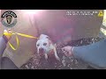 Troopers Rescue Puppy From Highway
