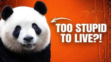 Why Pandas Are Impressively Bad at Existing...