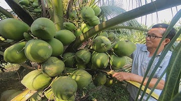 Bất ngờ với giống dừa xiêm lùn nước ngọt như đường phèn