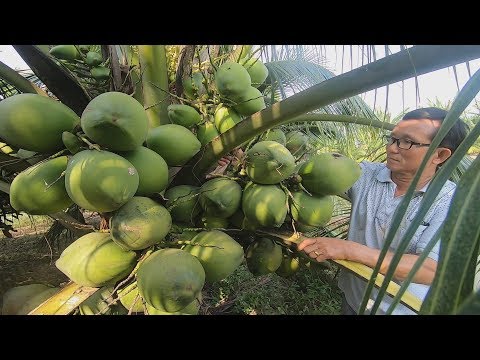 Video Bất ngờ với giống dừa xiêm lùn nước ngọt như đường phèn - youtube