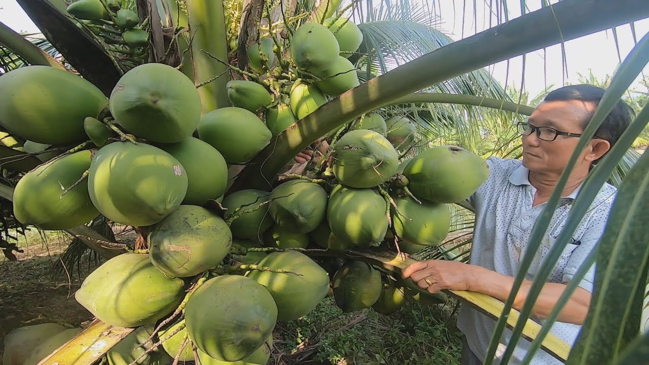 Bất ngờ với giống dừa xiêm lùn nước ngọt như đường phèn